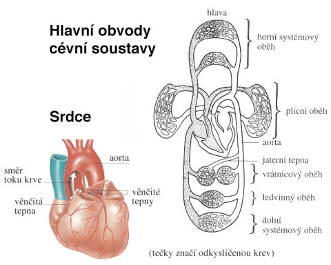srdce-krevni-obeh