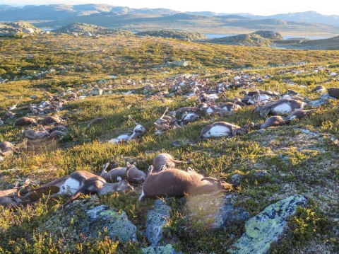 Over 300 wild reindeer killed by lightning